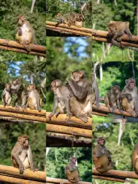 西雙版納遇“土匪猴”!零食差點被搶光