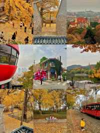 銀杏季現代古建同框