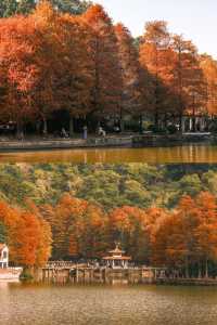 深圳追一場秋日童話