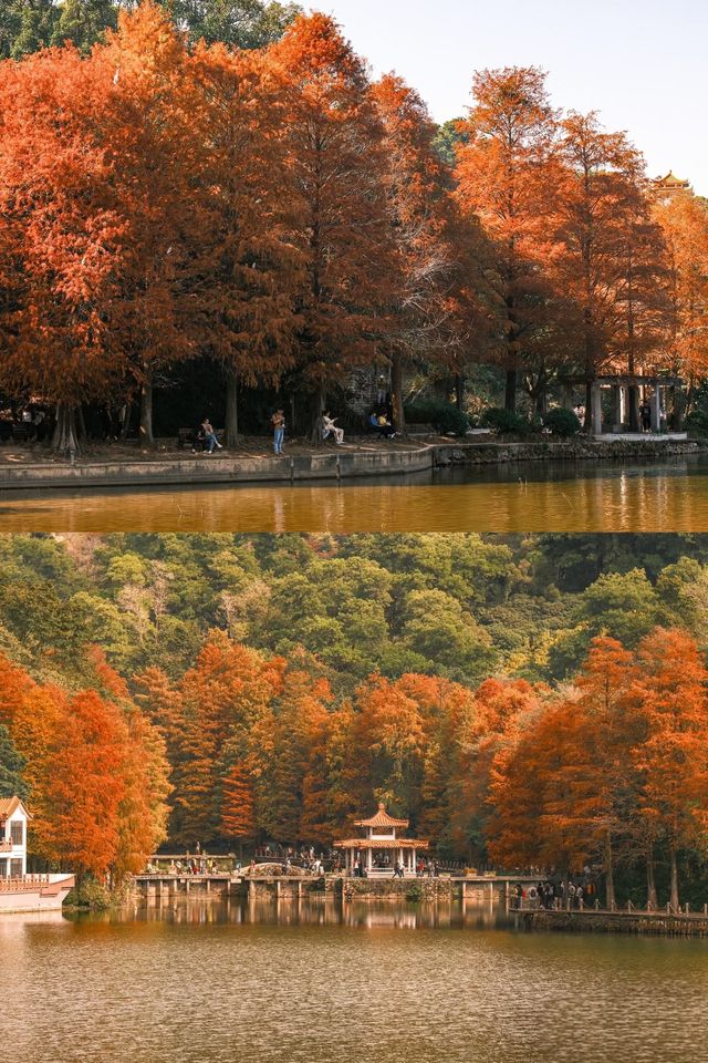 深圳追一場秋日童話