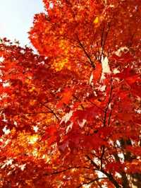 霜染鍋盔楓似火，暖居枕葉醉秋光