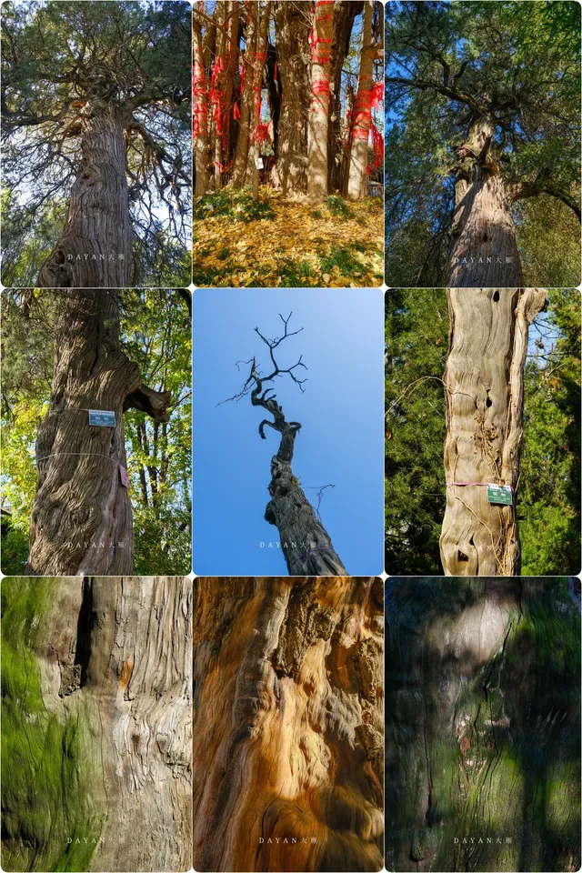 坐了3個小時公交來看2600年的老子手植銀杏