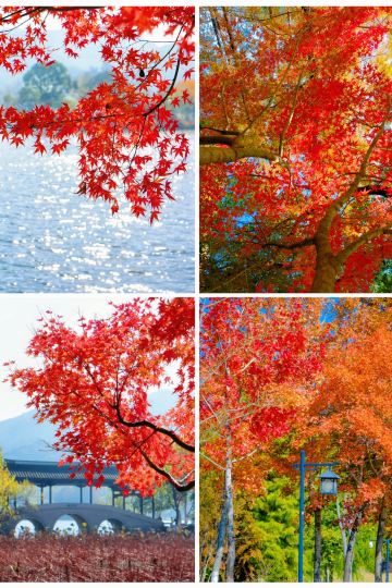 12月杭州必衝湘湖秋色紅杉秘境封神了｜Trip.com 杭州
