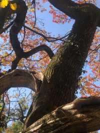 魔都賞秋必去園林