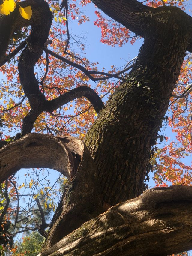 魔都賞秋必去園林