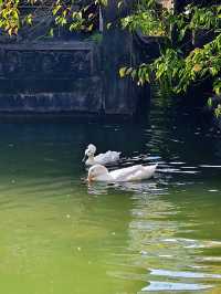 秋天的虞山公園真的太美了！