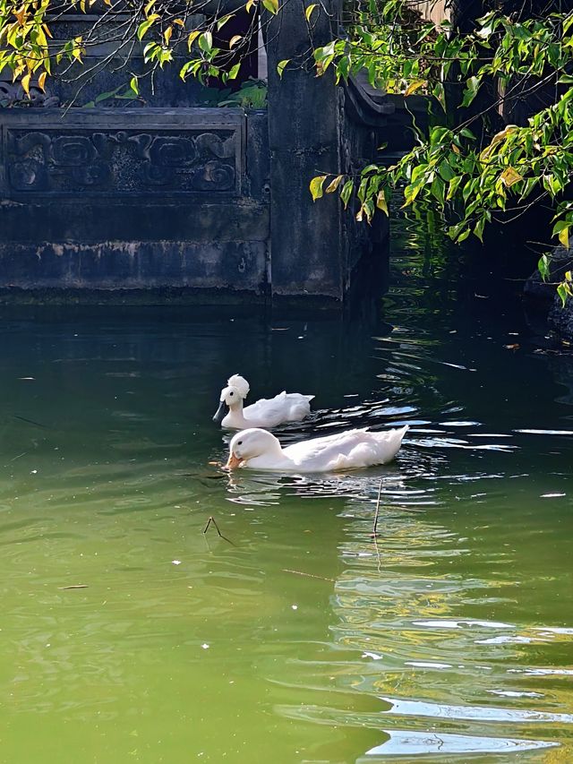 秋天的虞山公園真的太美了！