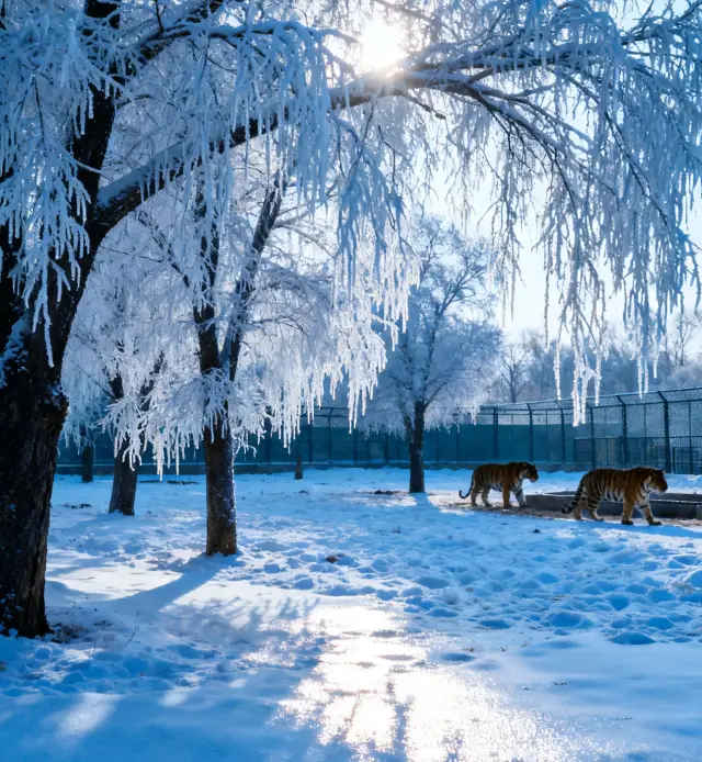7일간 지린시 등지 완벽 여행
