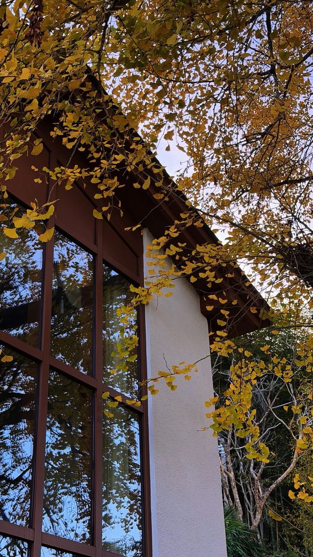 銀杏樹下慢時光,德化丁榮村 銀杏樹下慢時光,德化丁榮村