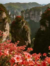 莫干山賞楓12月帶娃解鎖500年楓樹下的浪漫