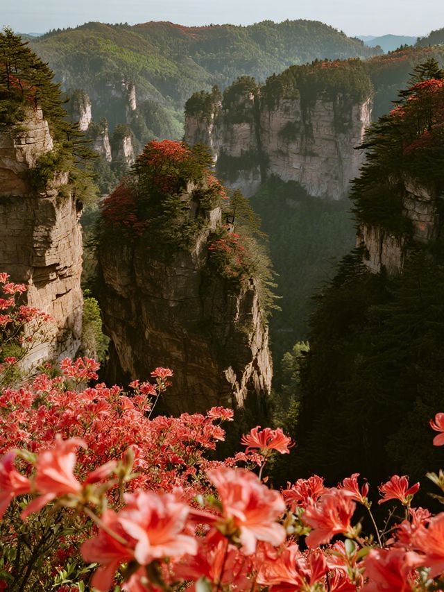 莫干山賞楓12月帶娃解鎖500年楓樹下的浪漫