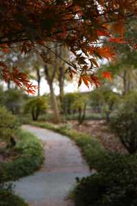 金色的粉黛是冬季的明信片