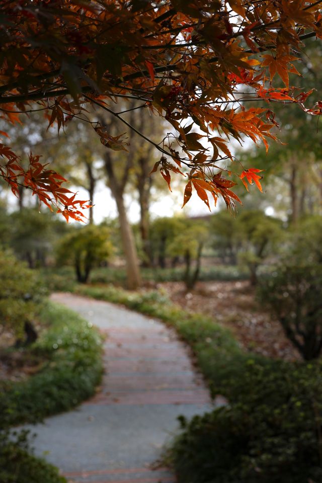 金色的粉黛是冬季的明信片 金色的粉黛是冬季的明信片