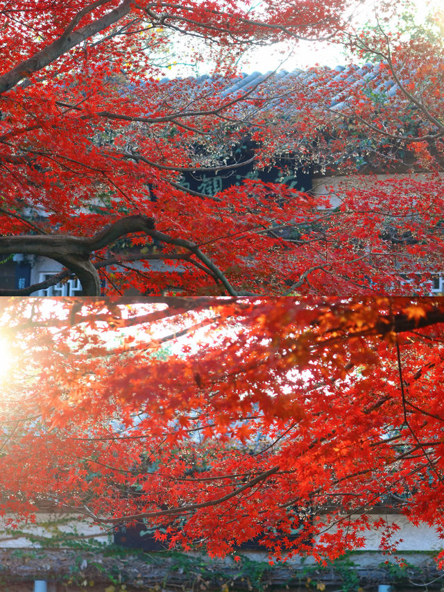 花港觀魚確實美得超出!附賞楓攻略 花港觀魚確實美得超出!附賞楓攻略