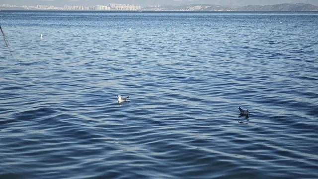 昆明小眾觀鷗地|磊樓的滇池治癒時刻 昆明小眾觀鷗地|磊樓的滇池治癒時刻