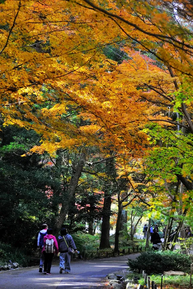 名古屋紅葉 東山植物園2025.11.27 名古屋紅葉 東山植物園2025.11.27