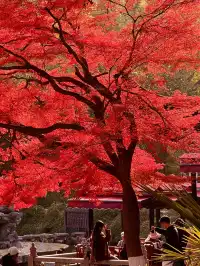 上海自駕1h賞秋紅透的楓葉真的美到封神