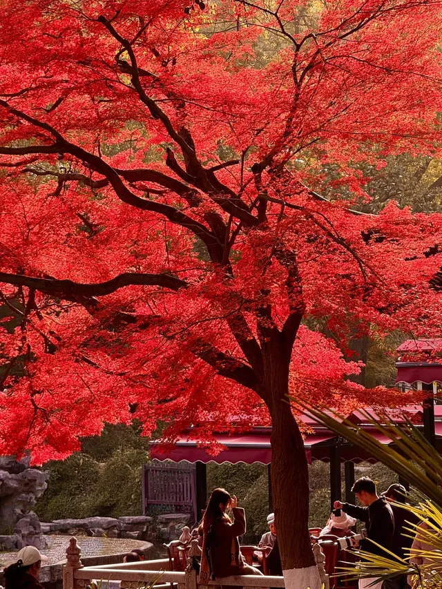 上海自駕1h賞秋紅透的楓葉真的美到封神 上海自駕1h賞秋紅透的楓葉真的美到封神