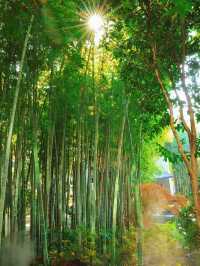 秋日魔都光影秘境