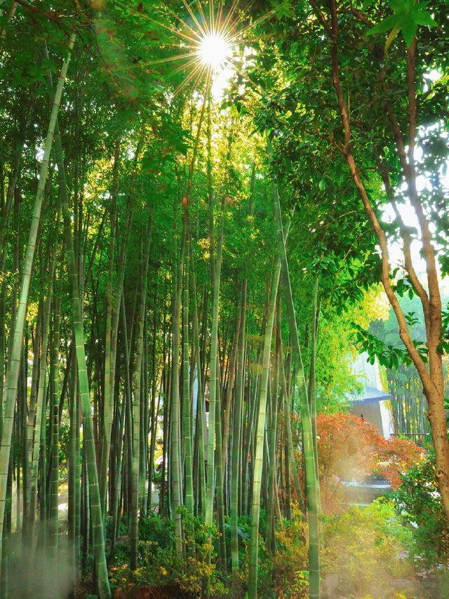 秋日魔都光影秘境