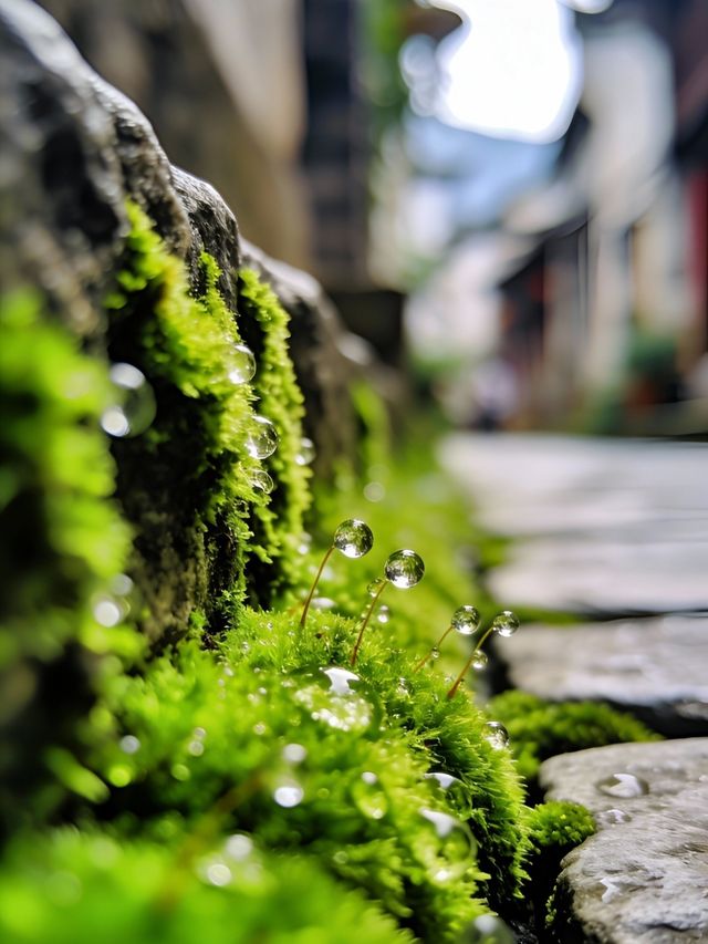 浙江麗水隱藏版「小京都」|這個古村落美到封神! 浙江麗水隱藏版「小京都」|這個古村落美到封神!