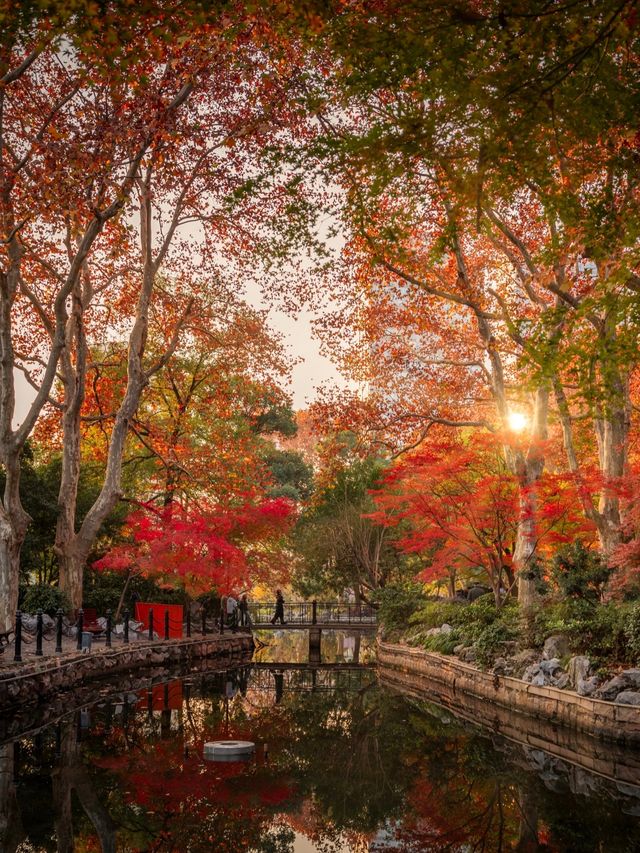 上海魯迅公園｜初冬限定！這片紅楓林美到窒息