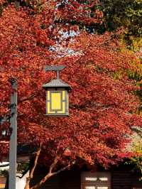 上海超冷門的絕美賞秋公園,免費開放卻鮮為人知!