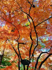 虞山賞楓實拍本週末可衝!