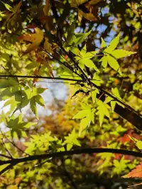 上海出發 帶娃賞秋棲霞山