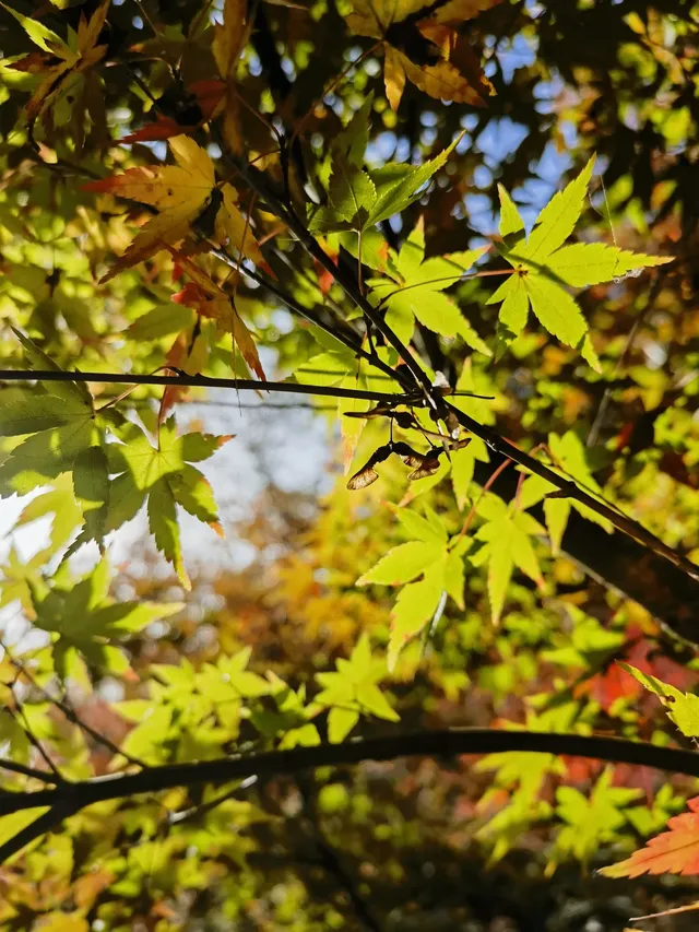 上海出發 帶娃賞秋棲霞山