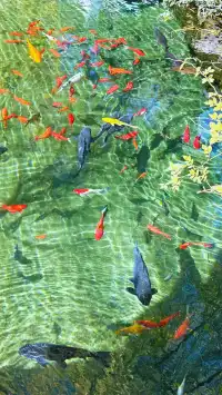 濟南五龍潭I live 這裡的泉水會“發光”