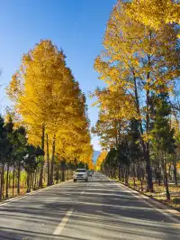 瀘沽湖迎來了一年只有十天左右的風景