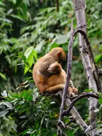 雲南觀鳥⑩｜野象谷沒有野象 但有蜂猴