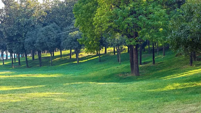 西安高新小森林 西安高新小森林