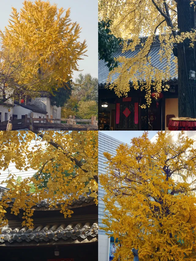 12.6 湖州秋景city walk路線 12.6 湖州秋景city walk路線