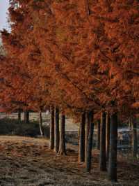 濟寧冬季旅遊三日攻略:聖城冬韻,運河餘溫