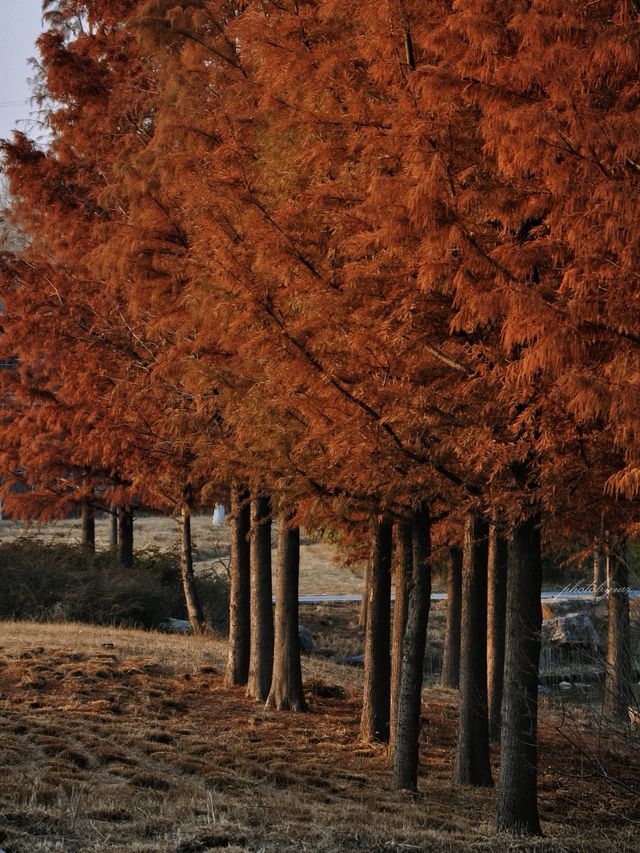 濟寧冬季旅遊三日攻略:聖城冬韻,運河餘溫 濟寧冬季旅遊三日攻略:聖城冬韻,運河餘溫