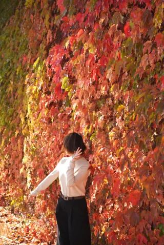 福鼎水北の冬、ウルシの木とツタが主役！さあ撮影に行こう