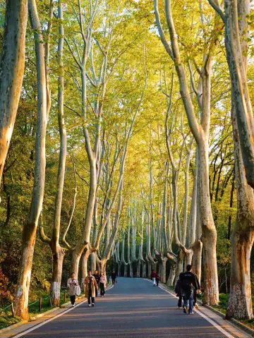 沒來過中山陵等於沒到過南京吧！