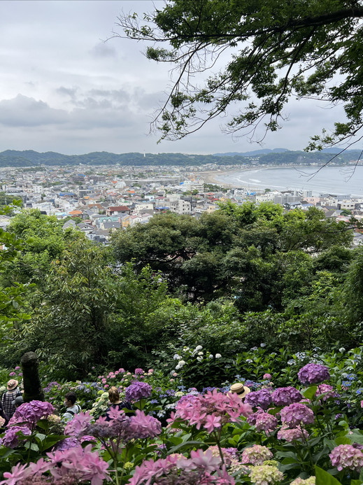 Complete Guide to Viewing Hydrangeas at Hase-dera Temple in