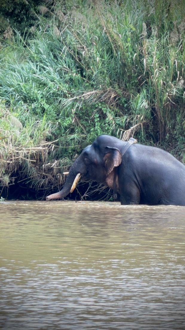 ボルネオ島での忘れられない6日間の野生動物アドベンチャー | Trip.com