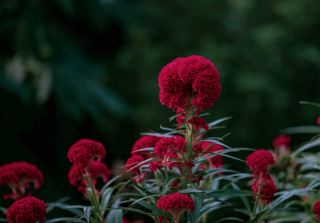 Don't say the spring flowers have faded; exotic blooms are everywhere, dazzling the eyes – Wuhan Botanical Garden