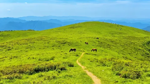 No need to travel to Inner Mongolia! Shanxi has an alpine meadow that is especially comfortable in autumn. — traveler post in Wuzhai