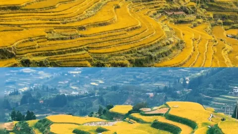2-hour high-speed train ride away! Autumn wonderland in Congjiang Dong Village | Travel diary — traveler post in Congjiang