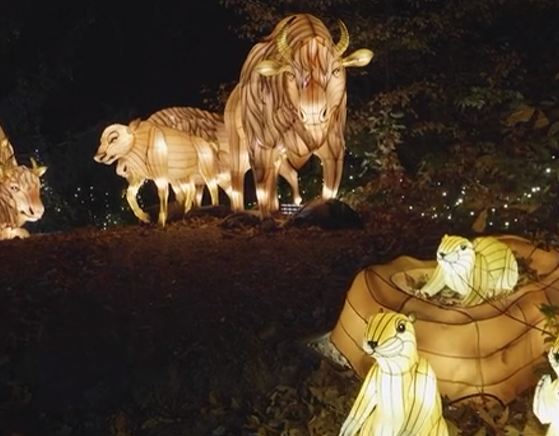 Bronx Zoo Holiday Lights: Meet joyful animals under the stars