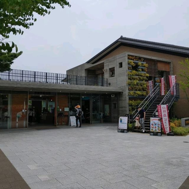 キリンを上からも下からも観察できる　京都市動物園