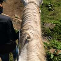 제주는 말이죠?! 🐎풍경을 즐기며 말을타보자 어승생승마장