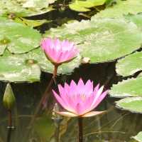 桂林山水甲天下 訾洲園景甲桂林