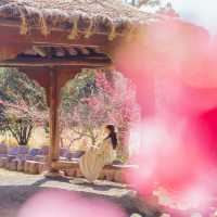 🌸봄이 가득 피어난 곳 [제주, 휴애리]🌼