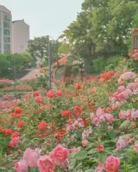 5월, 서울 장미는 무조건 여기서 즐기세요!